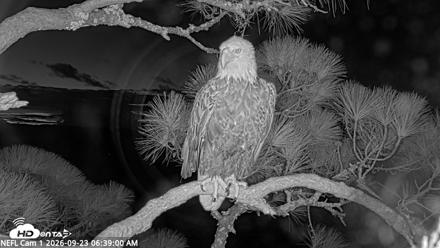 NE Florida Eagles Live Webcam - Sep 23, 2026, 6:39am EDT