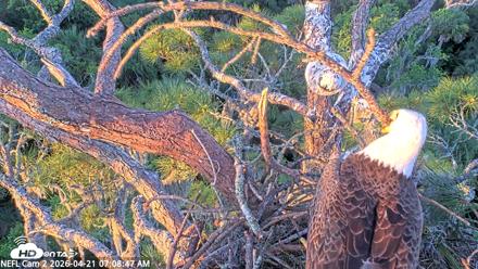 NE Florida Eagles Live Webcam - Apr 21, 2026, 7:09am EDT