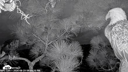NE Florida Eagles Live Webcam - Aug 29, 2026, 8:06pm EDT