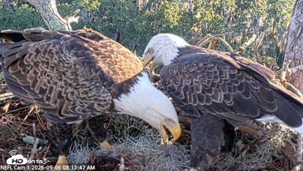 NE Florida Eagles Live Webcam - Sep 6, 2026, 8:12am EDT
