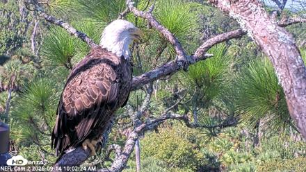 NE Florida Eagles Live Webcam - Sep 14, 2026, 10:03am EDT