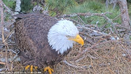 NE Florida Eagles Live Webcam - Jan 12, 2026, 11:46am EST