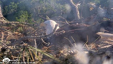 NE Florida Eagles Live Webcam - Apr 24, 2026, 8:12am EDT