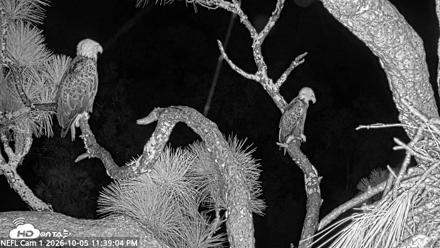 NE Florida Eagles Live Webcam - Oct 5, 2026, 11:39pm EDT
