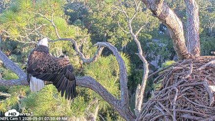 NE Florida Eagles Live Webcam - Sep 1, 2026, 7:51am EDT