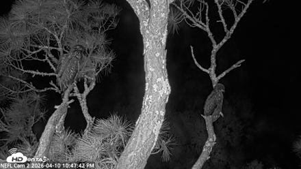 NE Florida Eagles Live Webcam - Apr 10, 2026, 10:48pm EDT