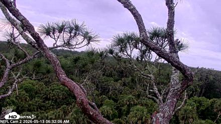 NE Florida Eagles Live Webcam - May 13, 2026, 6:33am EDT