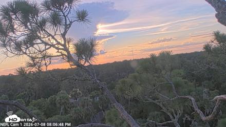 NE Florida Eagles Live Webcam - Jul 8, 2026, 8:07pm EDT