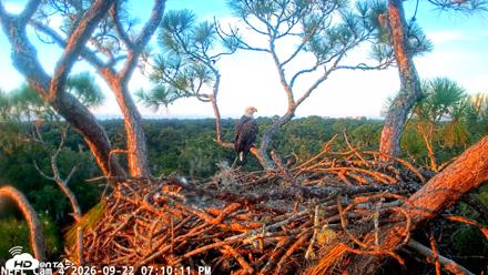NE Florida Eagles Live Webcam - Sep 22, 2026, 7:11pm EDT