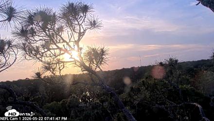 NE Florida Eagles Live Webcam - May 22, 2026, 7:42pm EDT