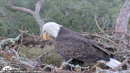 NE Florida Eagles Live Webcam - Sep 21, 2026, 7:23am EDT