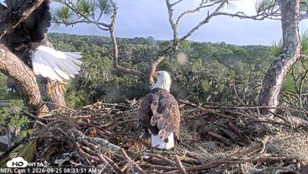 NE Florida Eagles Live Webcam - Sep 25, 2026, 8:34am EDT