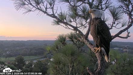 NE Florida Eagles Live Webcam - Sep 14, 2026, 7:02am EDT