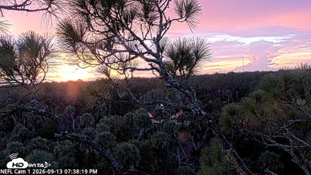 NE Florida Eagles Live Webcam - Sep 13, 2026, 7:39pm EDT