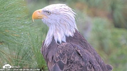 NE Florida Eagles Live Webcam - Aug 20, 2026, 6:27pm EDT