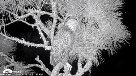 NE Florida Eagles Live Webcam - Aug 16, 2026, 12:32am EDT