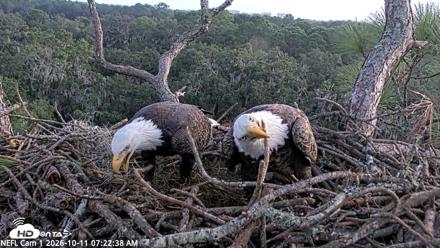 NE Florida Eagles Live Webcam - Oct 11, 2026, 7:23am EDT