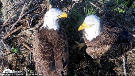 NE Florida Eagles Live Webcam - Apr 18, 2026, 8:39am EDT