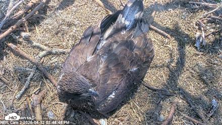 NE Florida Eagles Live Webcam - Apr 12, 2026, 2:49pm EDT