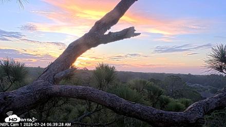 NE Florida Eagles Live Webcam - Jul 24, 2026, 6:41am EDT