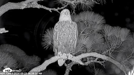 NE Florida Eagles Live Webcam - Sep 23, 2026, 6:30am EDT