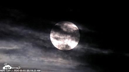 NE Florida Eagles Live Webcam - May 1, 2026, 5:21am EDT