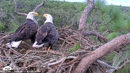 NE Florida Eagles Live Webcam - Sep 11, 2026, 7:21pm EDT