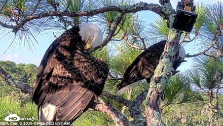 NE Florida Eagles Live Webcam - Sep 6, 2026, 8:26am EDT