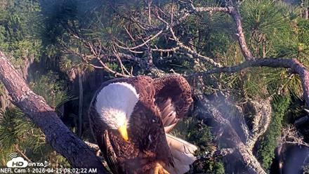 NE Florida Eagles Live Webcam - Apr 25, 2026, 8:03am EDT