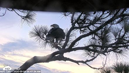 NE Florida Eagles Live Webcam - Sep 4, 2026, 6:48am EDT
