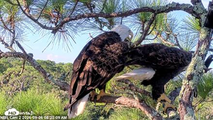 NE Florida Eagles Live Webcam - Sep 6, 2026, 8:26am EDT