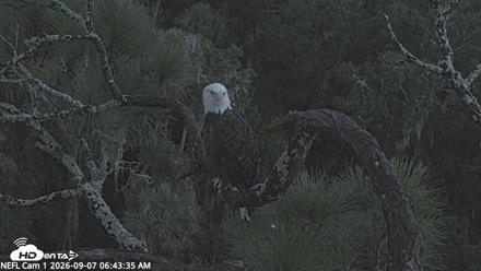NE Florida Eagles Live Webcam - Sep 7, 2026, 6:44am EDT