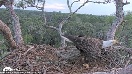 NE Florida Eagles Live Webcam - Sep 4, 2026, 7:05am EDT