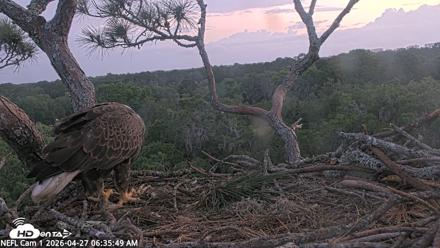 NE Florida Eagles Live Webcam - Apr 27, 2026, 6:37am EDT
