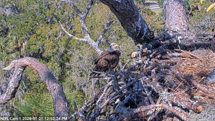 NE Florida Eagles Live Webcam - Jan 21, 2026, 12:51pm EST