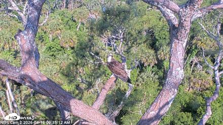 NE Florida Eagles Live Webcam - Apr 16, 2026, 9:36am EDT