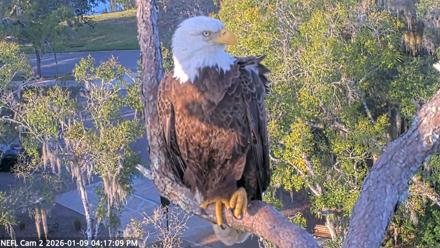 NE Florida Eagles Live Webcam - Jan 9, 2026, 4:18pm EST