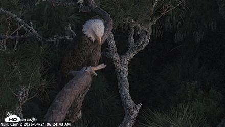 NE Florida Eagles Live Webcam - Apr 21, 2026, 6:26am EDT