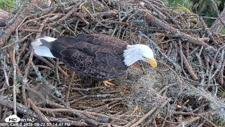 NE Florida Eagles Live Webcam - Sep 22, 2026, 7:15pm EDT