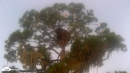 NE Florida Eagles Live Webcam - Sep 9, 2026, 6:51am EDT