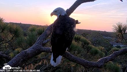 NE Florida Eagles Live Webcam - Aug 15, 2026, 7:07am EDT