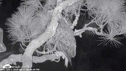 NE Florida Eagles Live Webcam - Aug 11, 2026, 8:45pm EDT