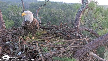 NE Florida Eagles Live Webcam - Sep 13, 2026, 7:23am EDT
