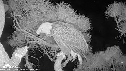 NE Florida Eagles Live Webcam - Oct 9, 2026, 7:34pm EDT