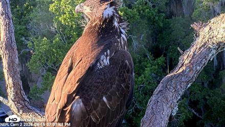 NE Florida Eagles Live Webcam - Apr 15, 2026, 7:09pm EDT