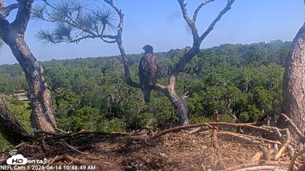 NE Florida Eagles Live Webcam - Apr 14, 2026, 10:50am EDT