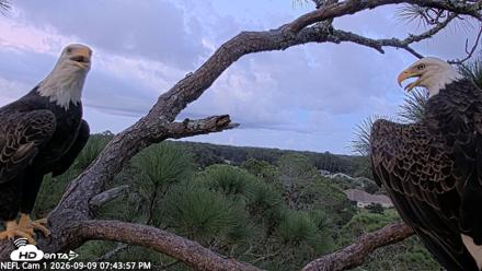 NE Florida Eagles Live Webcam - Sep 9, 2026, 7:44pm EDT