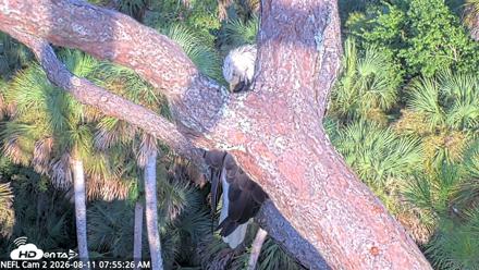 NE Florida Eagles Live Webcam - Aug 11, 2026, 7:56am EDT