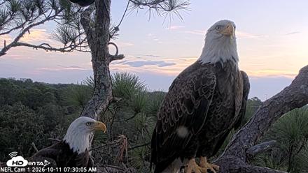 NE Florida Eagles Live Webcam - Oct 11, 2026, 7:30am EDT