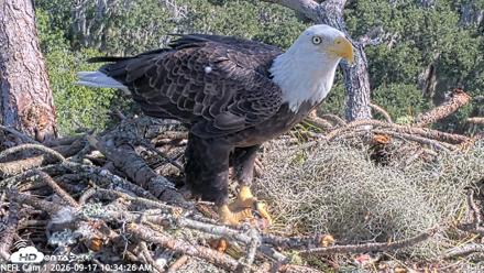 NE Florida Eagles Live Webcam - Sep 17, 2026, 10:35am EDT